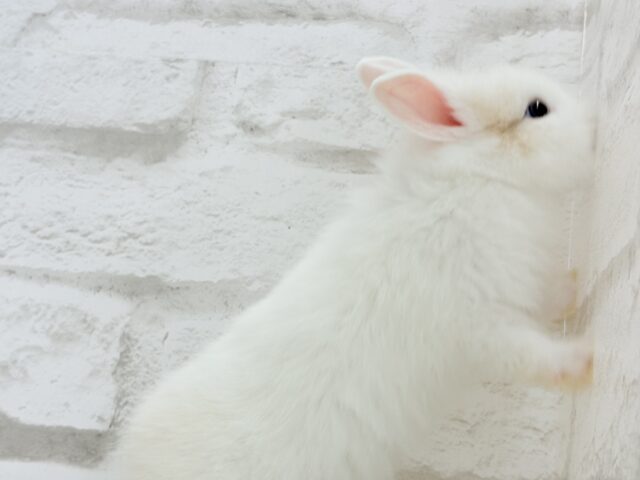 ジャージーウーリー