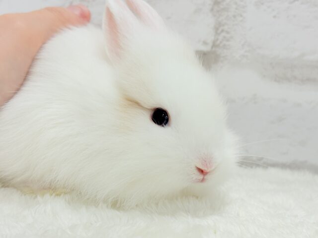 ジャージーウーリー