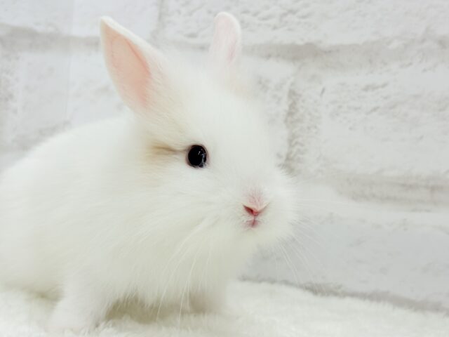 ジャージーウーリー