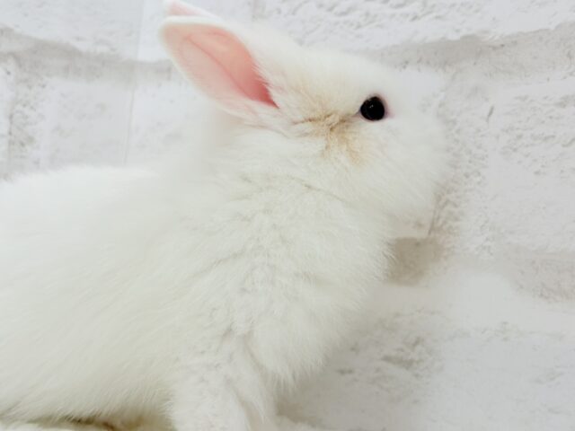 ジャージーウーリー