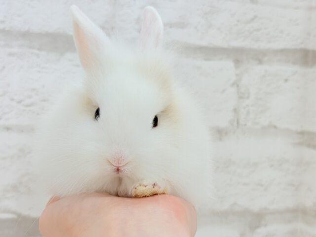 ジャージーウーリー