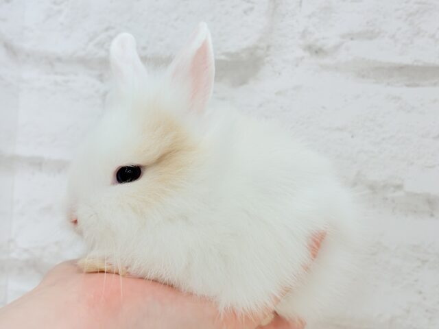 ジャージーウーリー