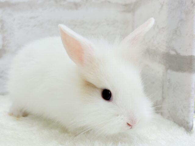 ジャージーウーリー