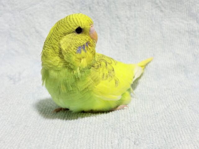 ジャンボセキセイインコ