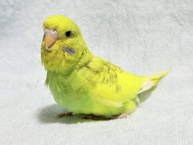 ジャンボセキセイインコ