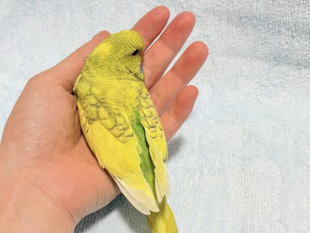 ジャンボセキセイインコ