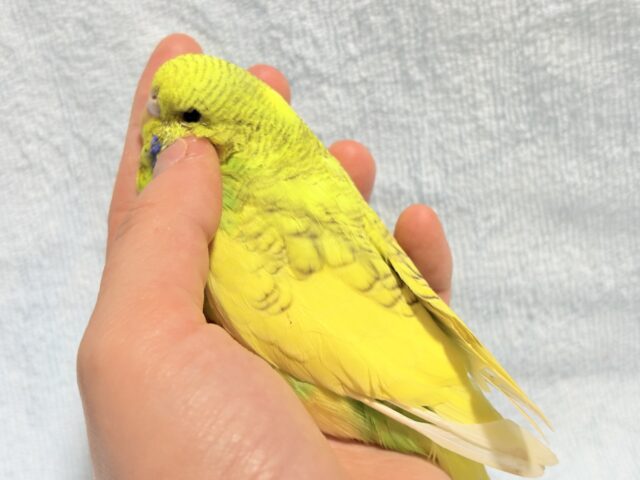 ジャンボセキセイインコ