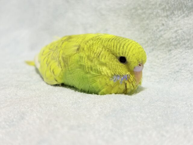 ジャンボセキセイインコ