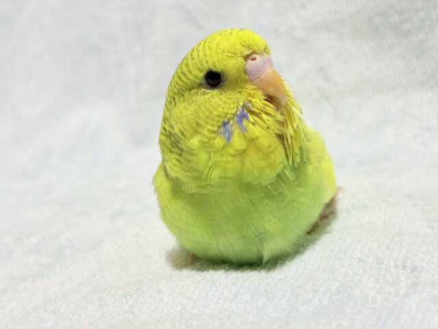ジャンボセキセイインコ