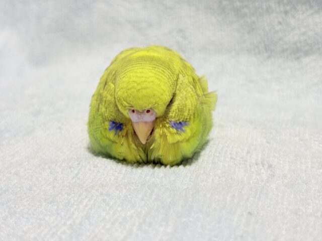 ジャンボセキセイインコ