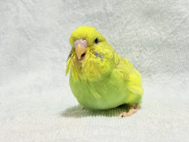ジャンボセキセイインコ
