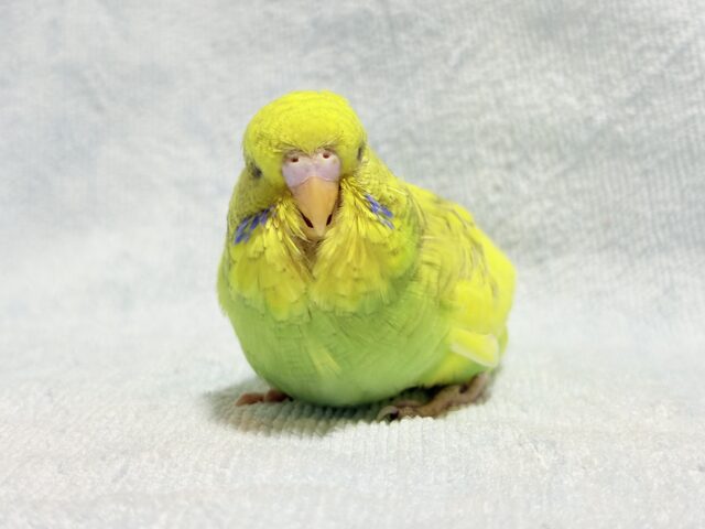 ジャンボセキセイインコ
