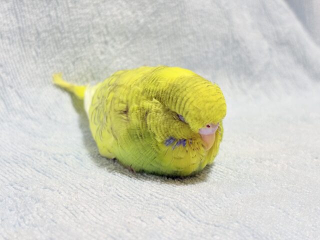 ジャンボセキセイインコ