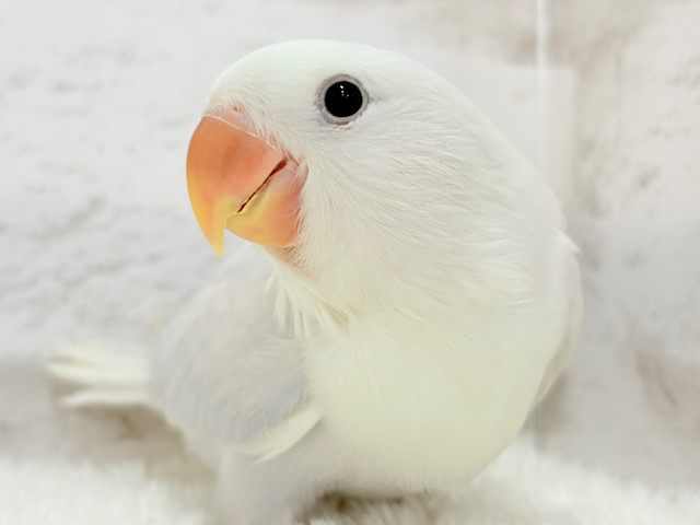 【最新画像更新🪄】なでなでだーい好き♥コザクラインコ(ダイリュートブルーバイオレットシナモンオパーリン) ヒナ