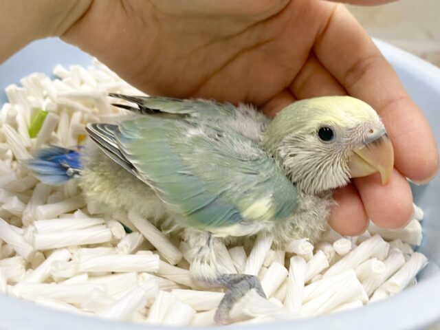 コザクラインコ（小桜インコ）