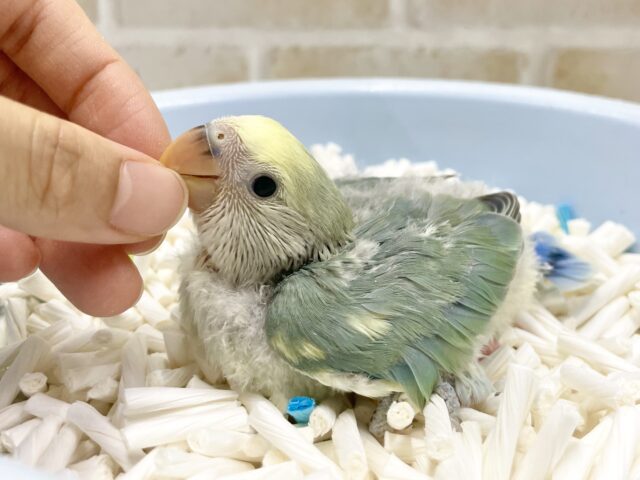 コザクラインコ（小桜インコ）