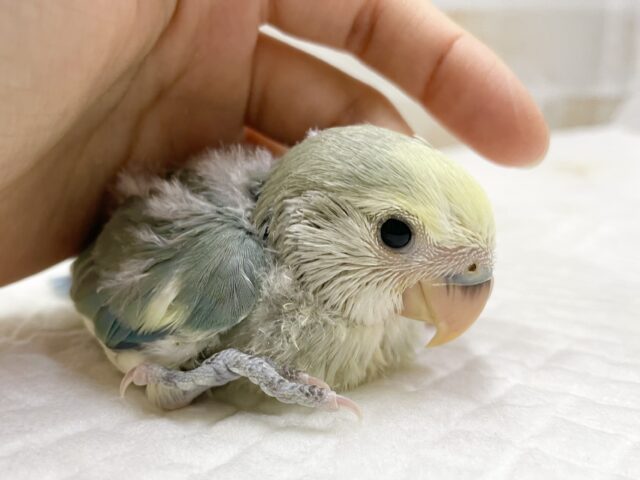 コザクラインコ（小桜インコ）