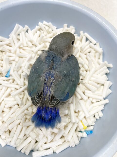 コザクラインコ（小桜インコ）