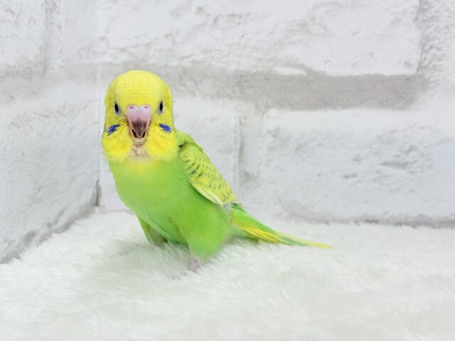 セキセイインコ