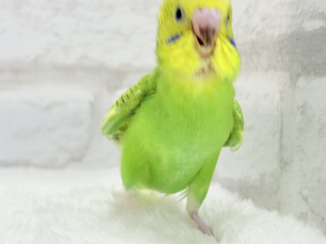 セキセイインコ