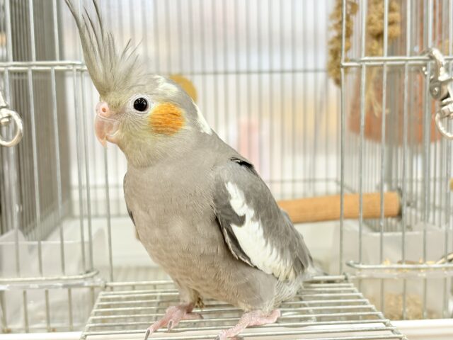 オカメインコ