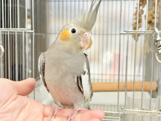 オカメインコ