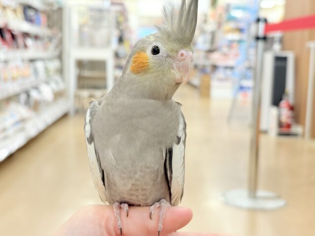 オカメインコ