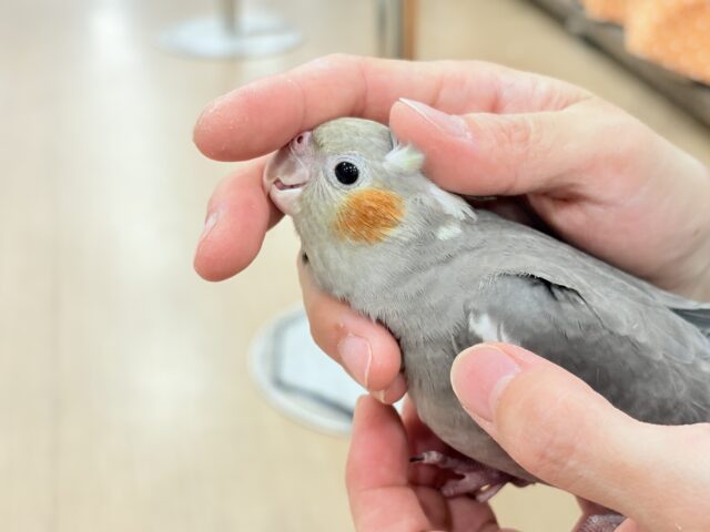 オカメインコ