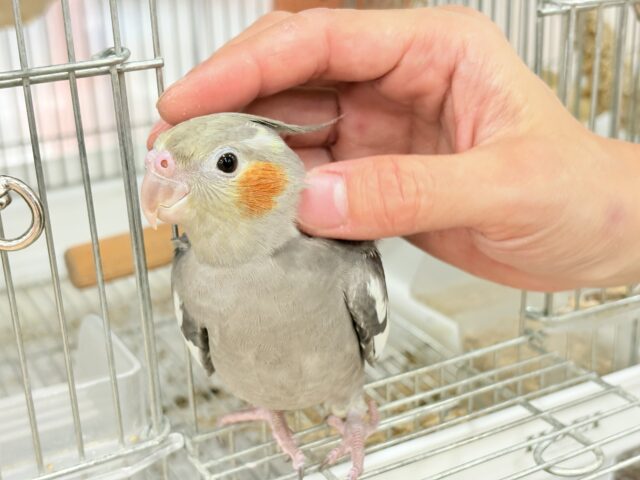 オカメインコ