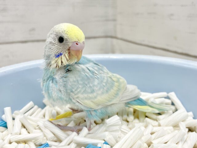 セキセイインコ