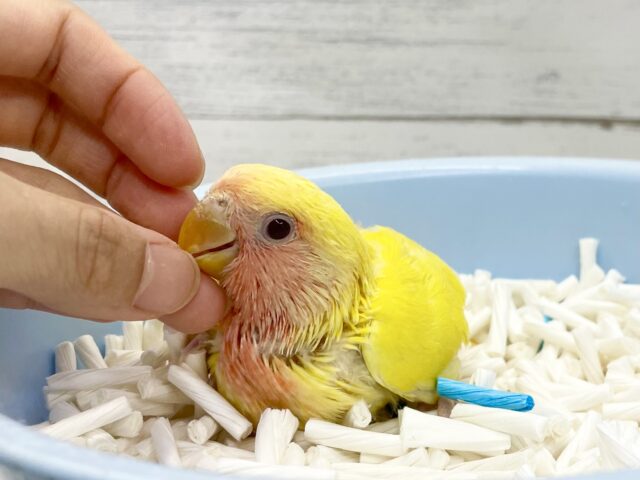 コザクラインコ（小桜インコ）
