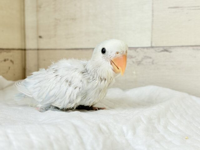 コザクラインコ（小桜インコ）