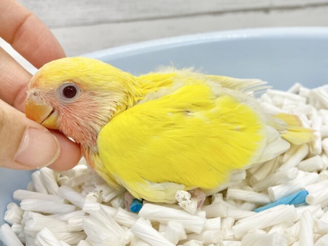 コザクラインコ（小桜インコ）