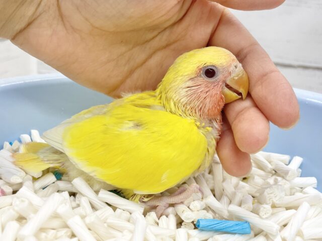 コザクラインコ（小桜インコ）