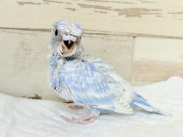 セキセイインコ