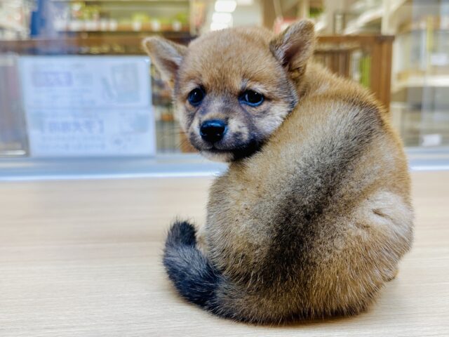 ムチムチ柴くん🧸✨️🥺ᩚ✨️🧸