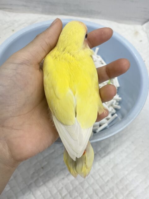 コザクラインコ（小桜インコ）