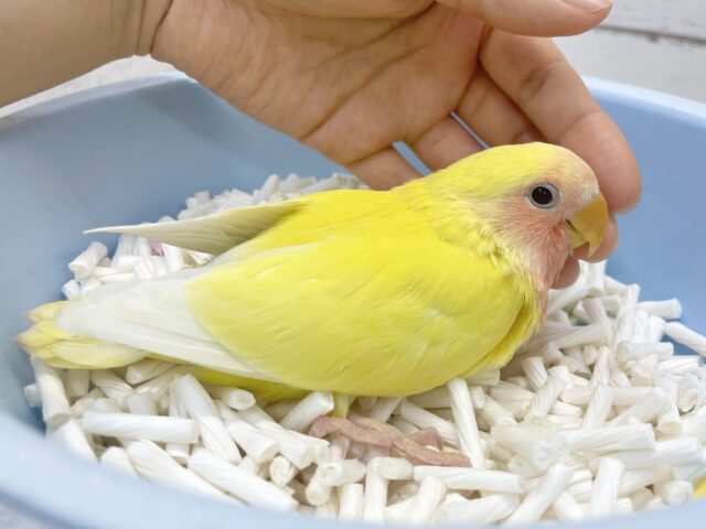 コザクラインコ（小桜インコ）