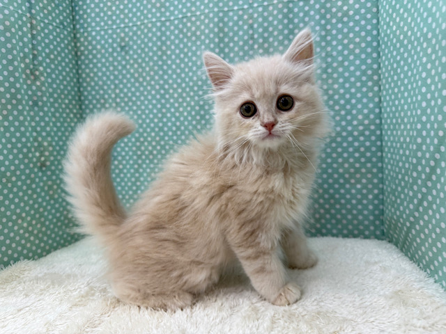 甘ったれboy🩷じゃれるの大好きなラガマフィンの男のコきました💫