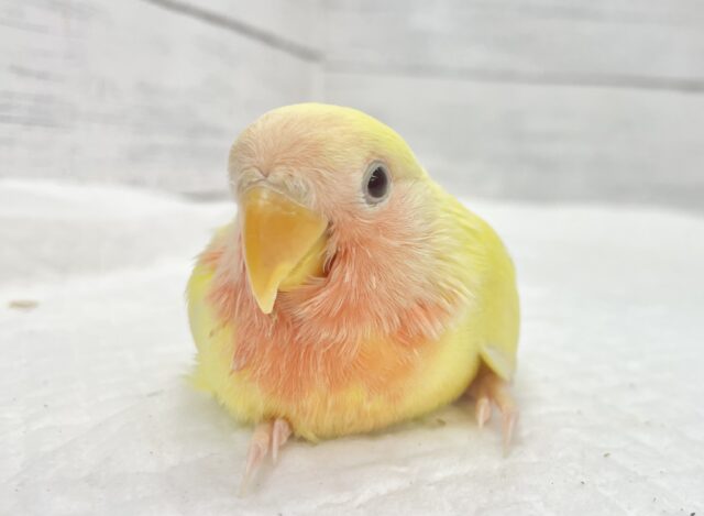 コザクラインコ（小桜インコ）