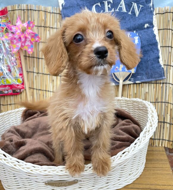 甘えん坊𝑮𝑰𝑹𝑳♬︎♡ハーフ犬(キャバリア✖️トイプードル︎)︎💕︎女の子︎💕︎2025年4月18日生まれ