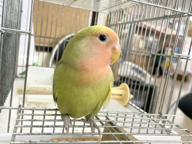 コザクラインコ（小桜インコ）