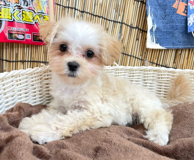 おもちゃ大好き(*ˊ˘ˋ*)♡ハーフ犬(マルチーズ✖️トイプードル)💖女の子💖2025年4月23日生まれ