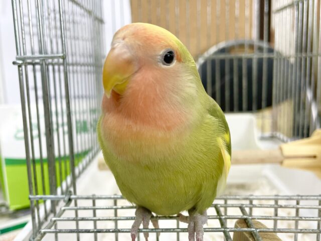 コザクラインコ（小桜インコ）