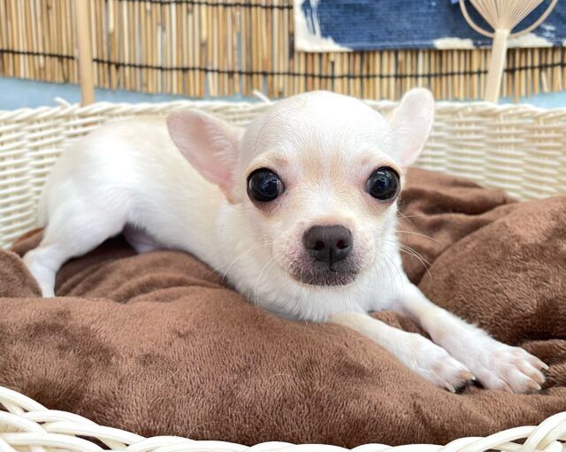 ‎🤍𝓦𝓱𝓲𝓽𝓮ち〜くん🤍𓂃𓈒𓏸︎︎︎︎⁡スムースチワワ(ホワイト)💙男の子💙2025年3月13日生まれ