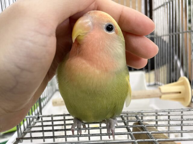 コザクラインコ（小桜インコ）
