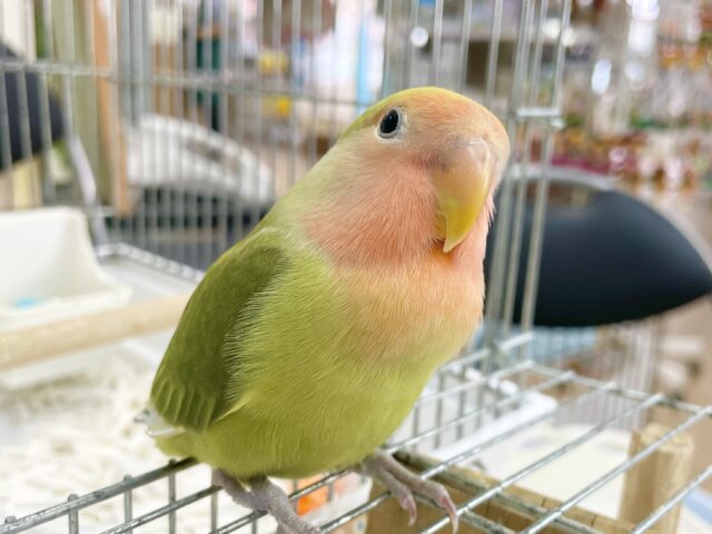 コザクラインコ（小桜インコ）