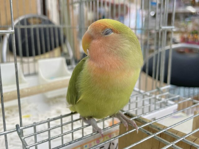 コザクラインコ（小桜インコ）