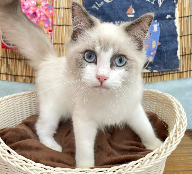 💖きゅんを受けとって(っ’-‘)╮ =͟͟͞͞♡)💖ラグドール(ブルーポイントバイカラー)💙男の子💙2025年2月28日生まれ