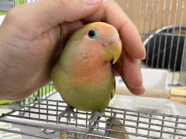 コザクラインコ（小桜インコ）